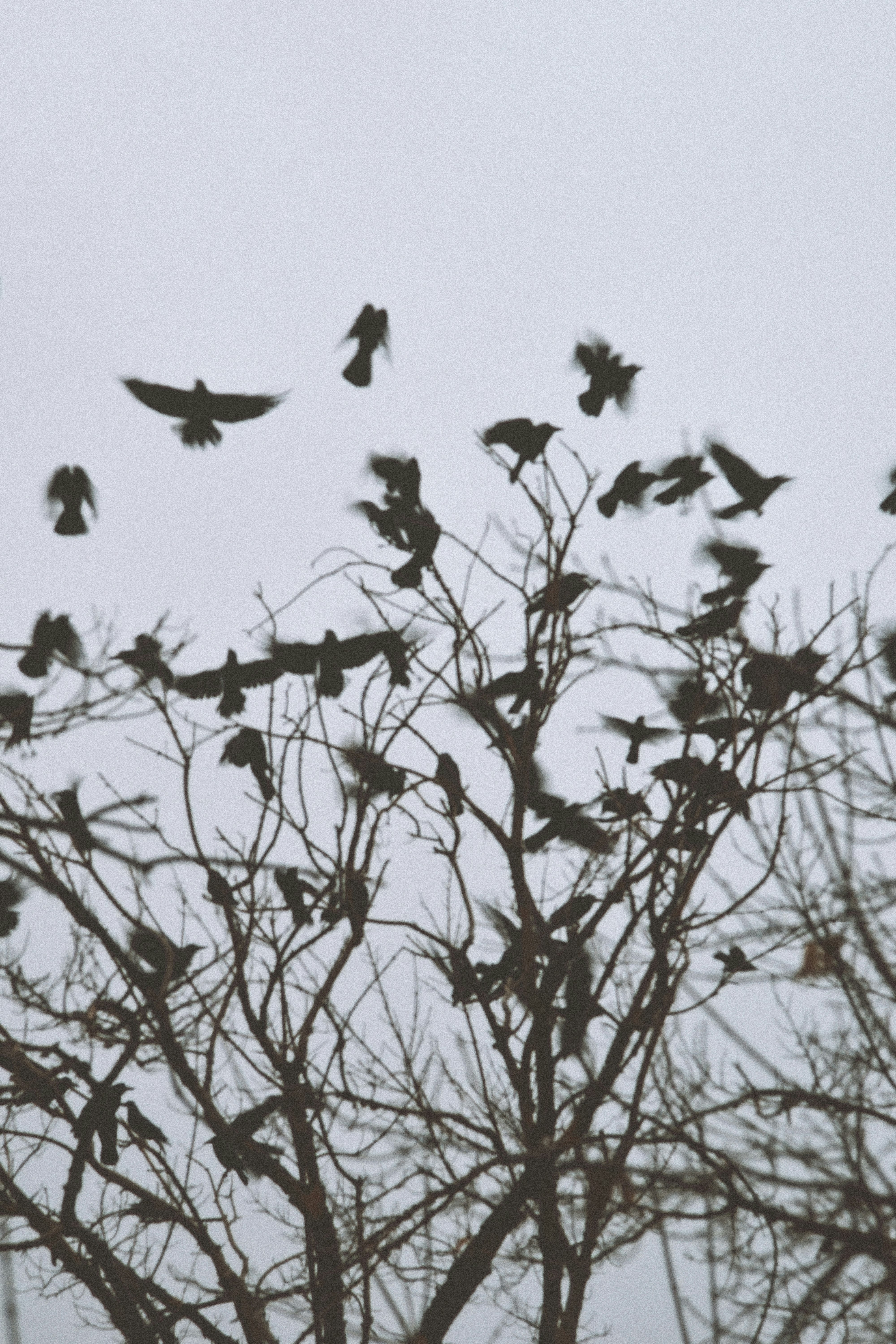 flock of birds flying over bare trees during daytime